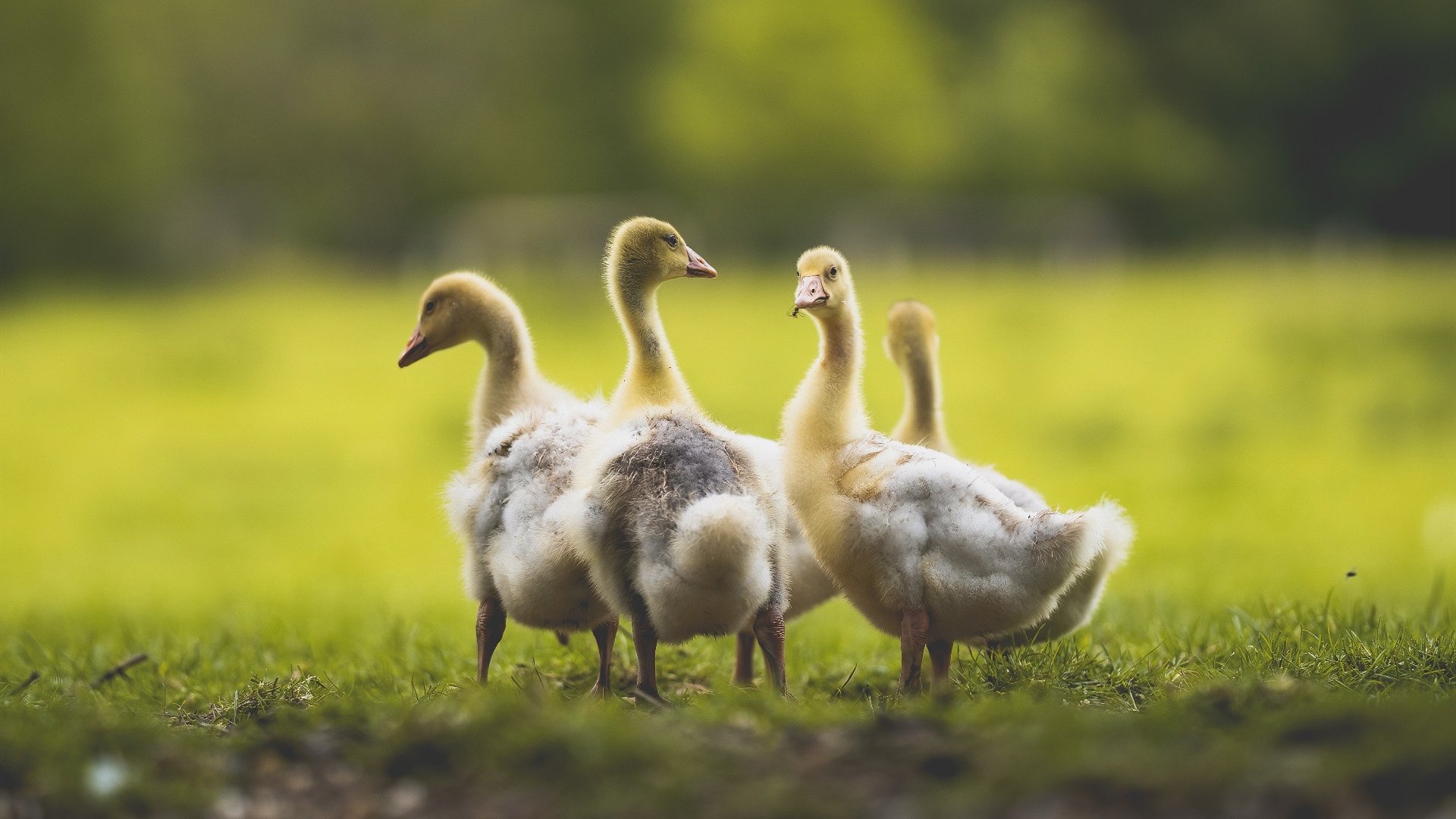 _骑士年轻球员持续发光，未来可期_，骑士球员阵容名单