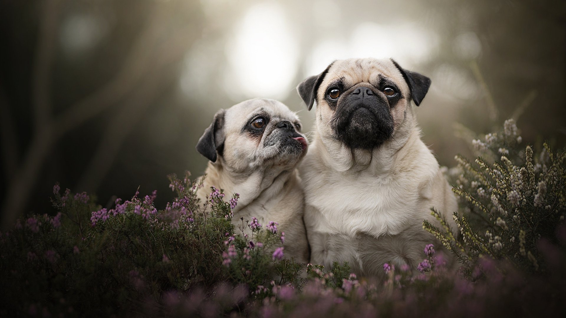 【战术揭秘】奥沙利文:如何利用变招迷惑对手?,奥沙利文厉害