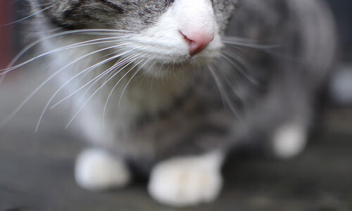 数字化青训平台上线,创新青少年足球培养新模式,全国青少年足球培训