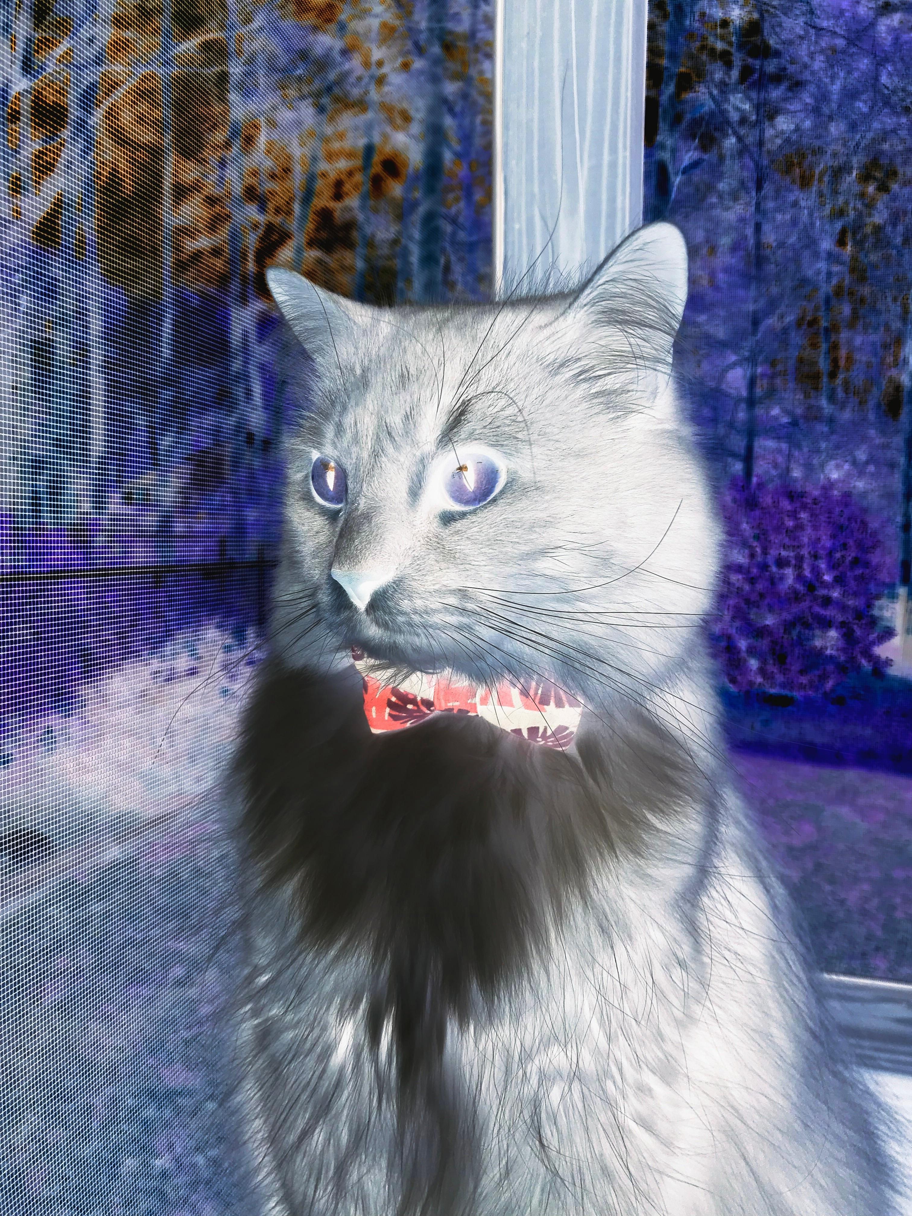 数字化青训平台在全国推广，助力青少年科学成长，数字青年文化