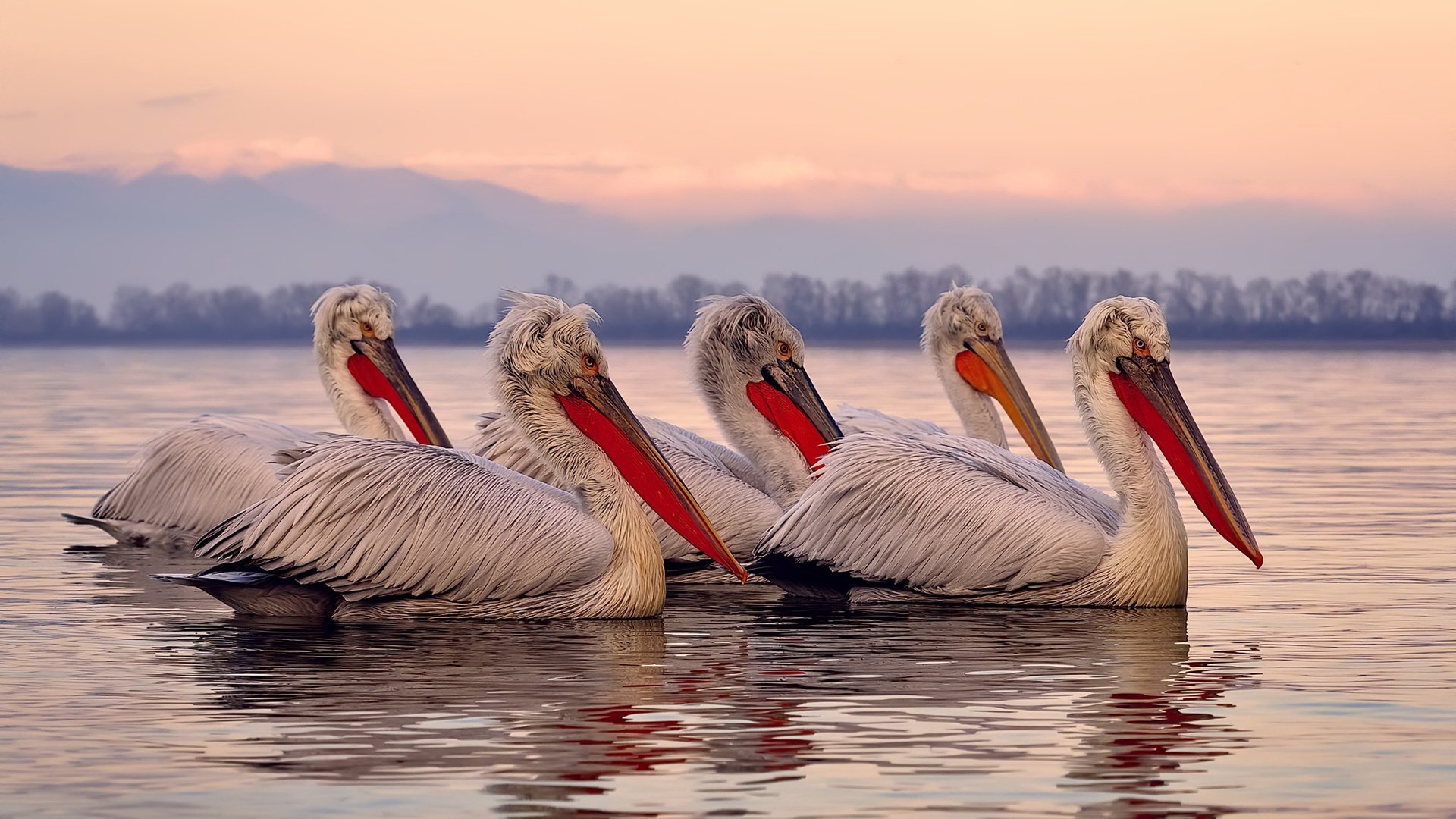 哥伦比亚队在巴黎奥运会比赛中多次通过团队配合得分,哥伦比亚夺冠