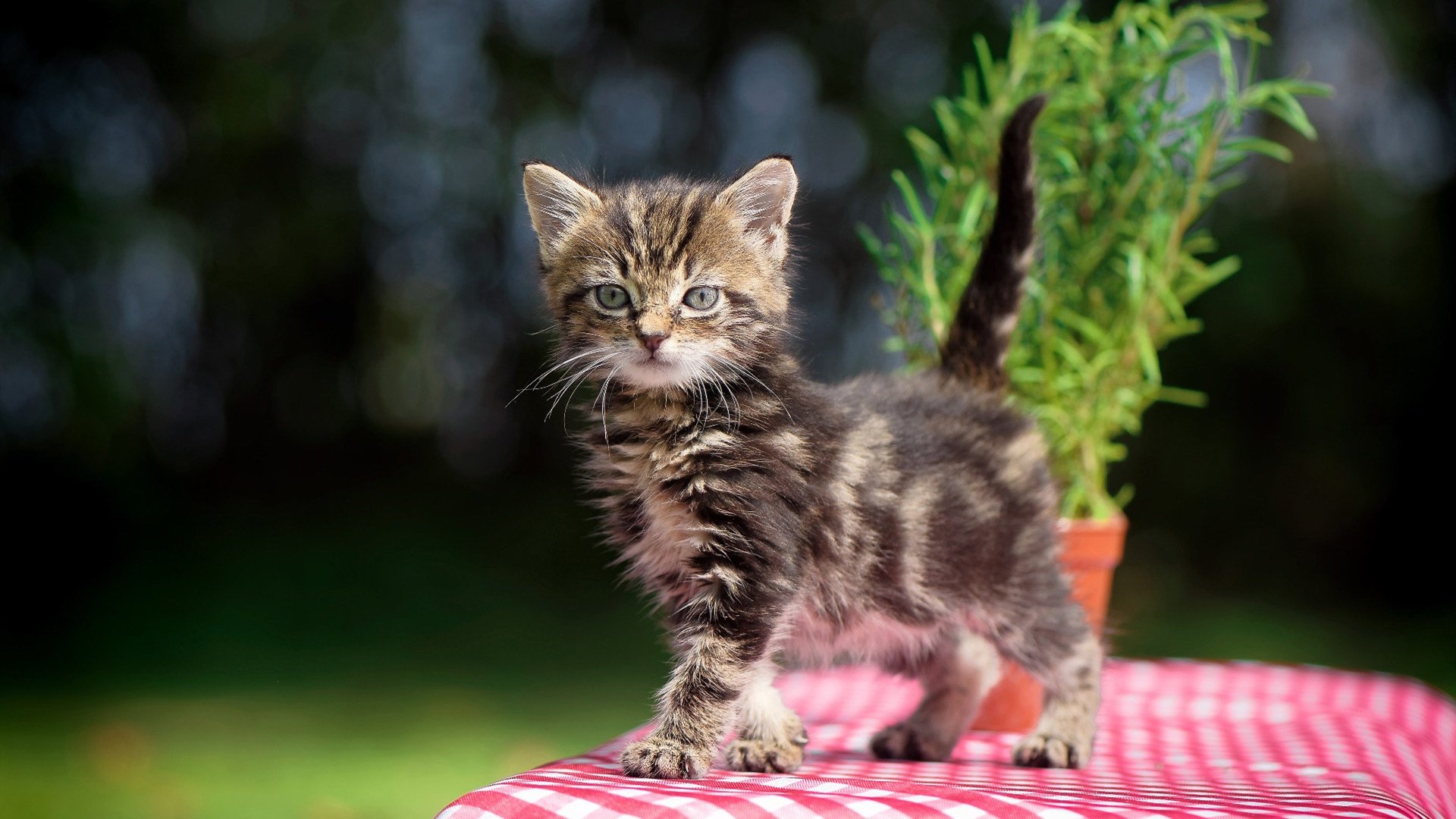 kaiyun官方入口登录-绿队后卫砍下三双，带领球队取得胜利，nba绿军球员名单