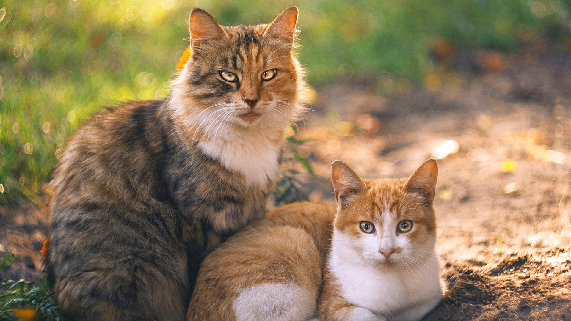 中国篮球职业联赛赛事运营管理模式创新,中国篮球联赛体系