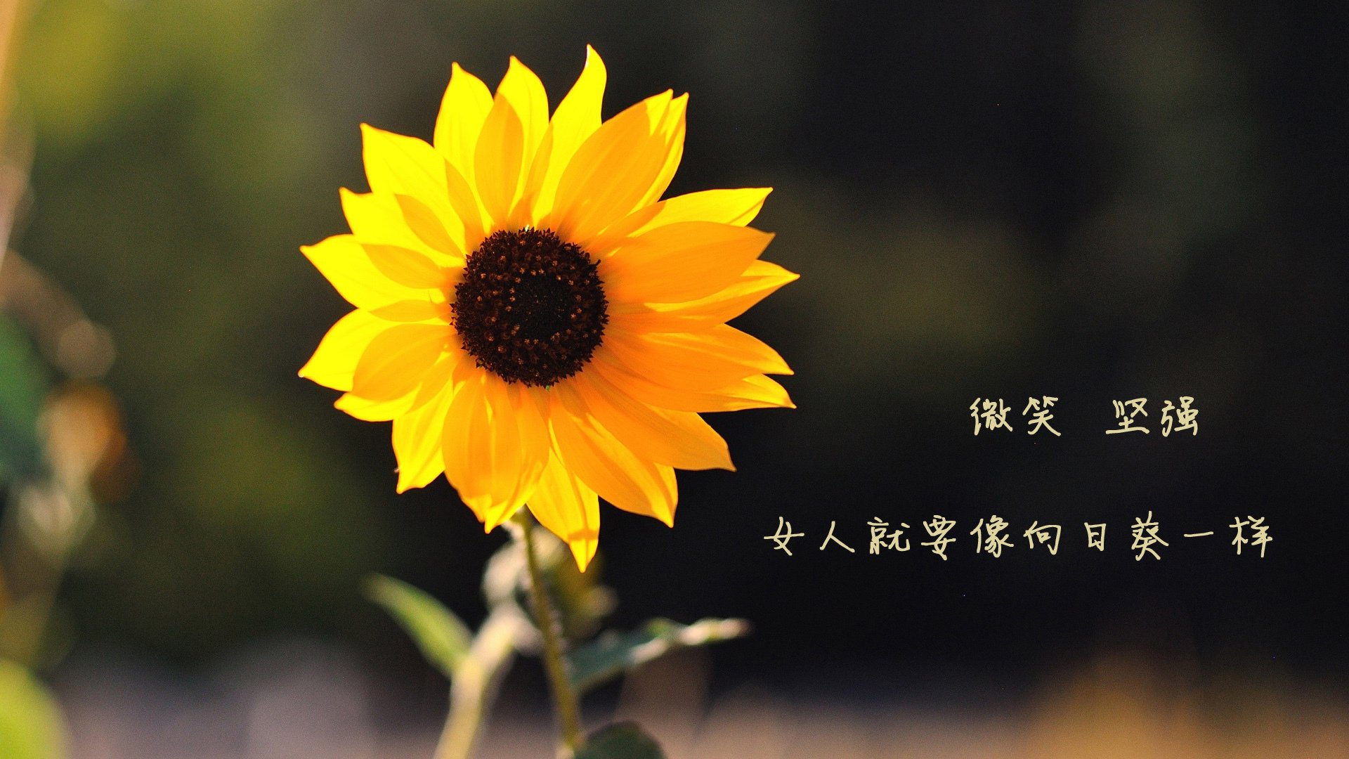 体育赛事经济效益分析与提升策略,体育赛事社会效益