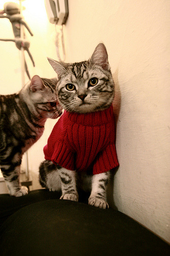 体育教育与科技融合实验课荣获教学创新奖，体育和教育融合