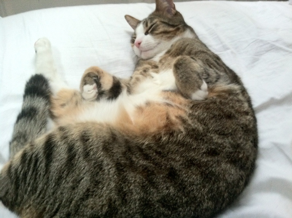 体育新闻中心协办体育赛事数据安全保障论坛,体育新闻赛事报道标题大全