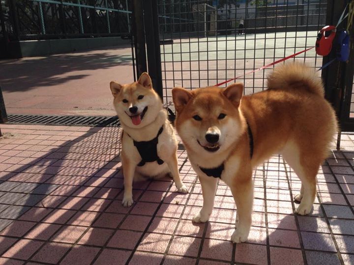 尼斯后防密集站位减少失误空间