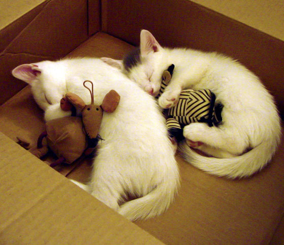 kaiyun登录入口-国际足球女将崭露头角，女子足球全球影响力持续扩大，女子国家足球队员