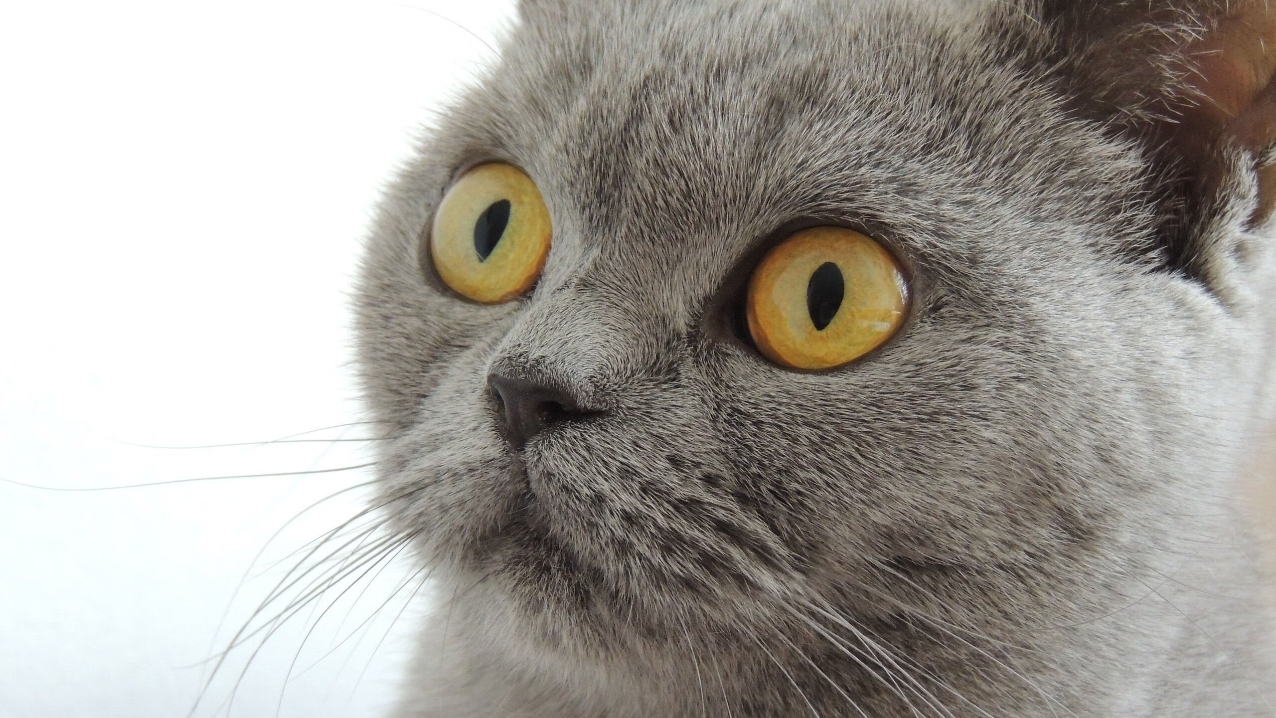 开云中国大陆-欧洲杯全场精彩：破门、助攻、扑救一应俱全！，欧洲杯t