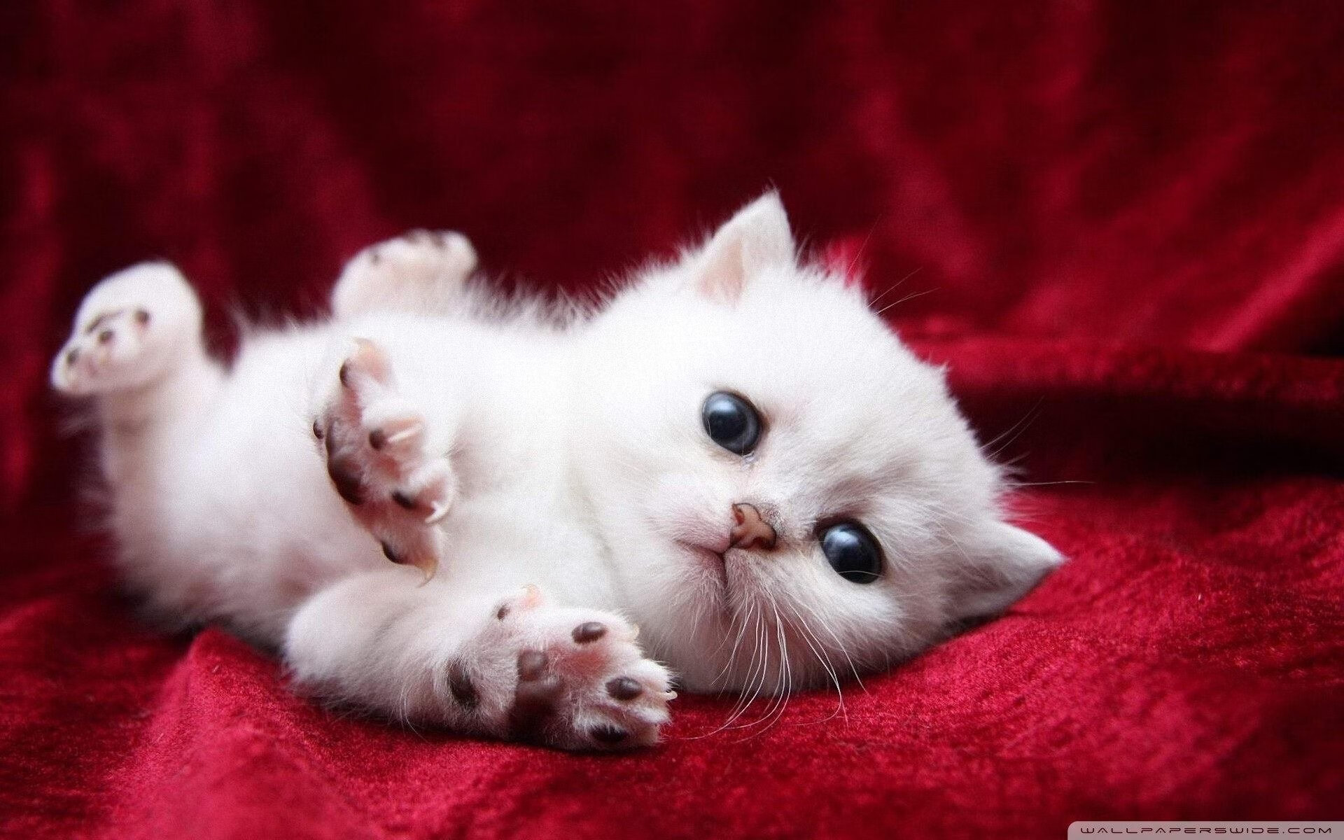 高校篮球推动线上战术研讨平台建立跨校学习机制，篮球线上线下混合式教学模式